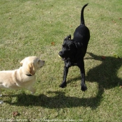 Photo de Labrador retriever