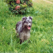 Photo de Chien de berger des pyrenes  poil long