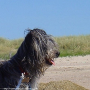 Photo de Chien de berger des pyrenes  poil long