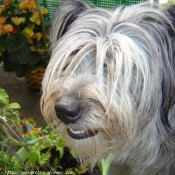 Photo de Chien de berger des pyrenes  poil long