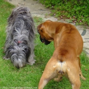 Photo de Chien de berger des pyrenes  poil long