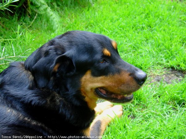 Photo de Rottweiler