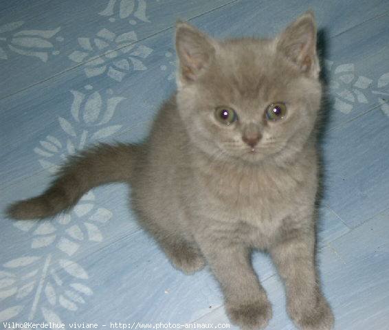 Photo de British shorthair