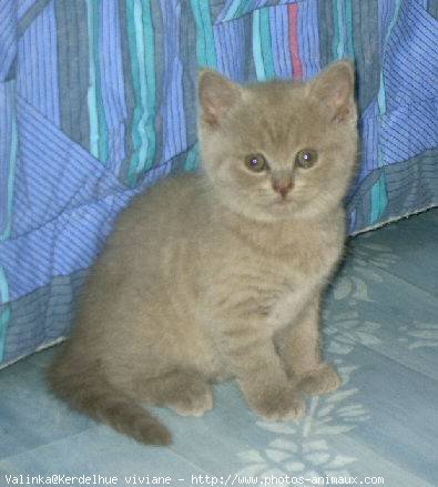 Photo de British shorthair