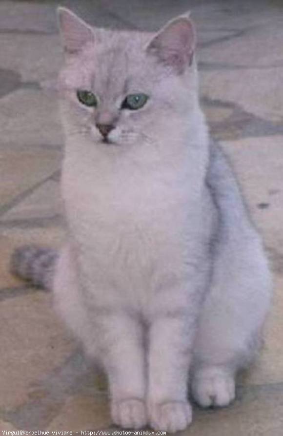 Photo de British shorthair