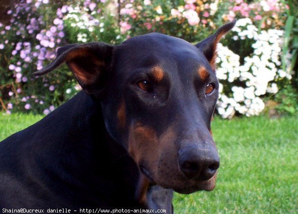 Photo de Dobermann