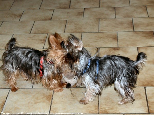 Photo de Yorkshire terrier