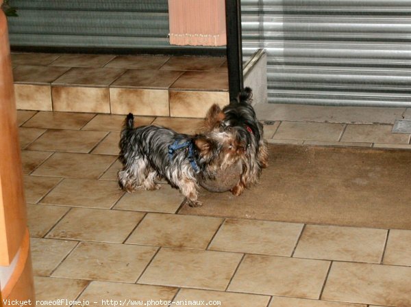 Photo de Yorkshire terrier