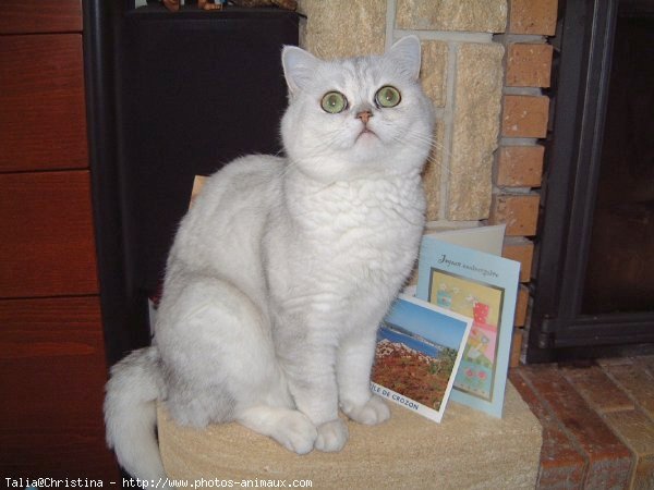 Photo d'Exotic shorthair