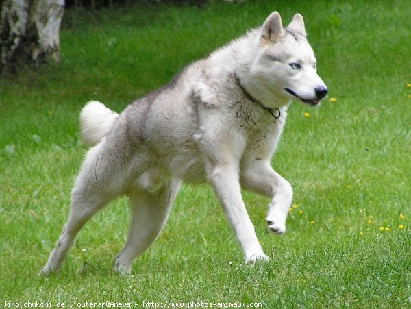 Photo de Husky siberien