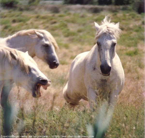 Photo de Camargue