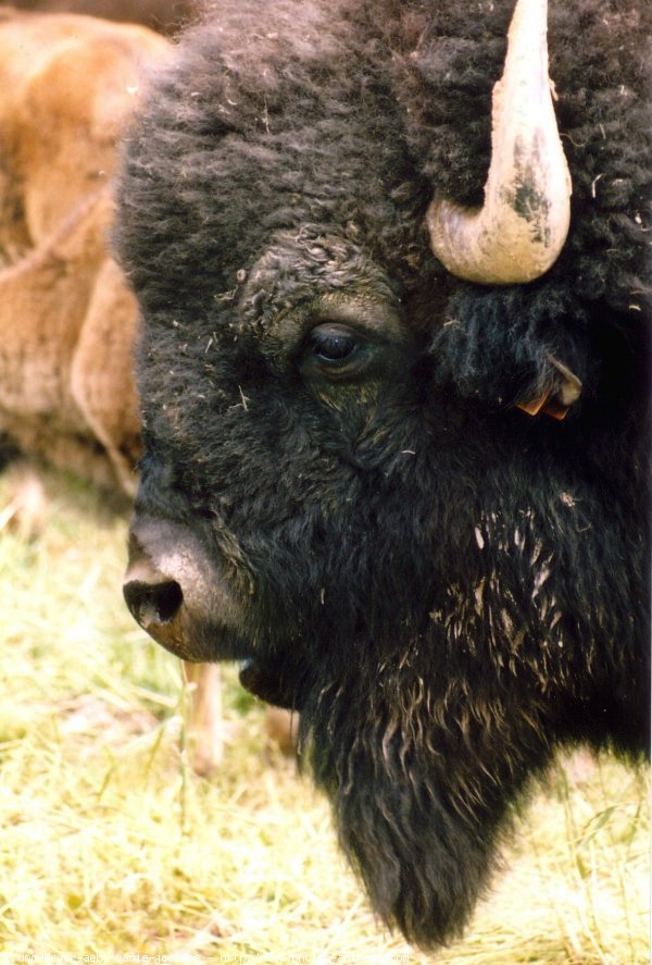 Photo de Bison