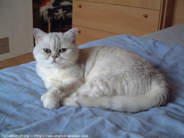 Photo d'Exotic shorthair