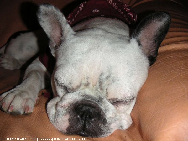 Photo de Bouledogue franais