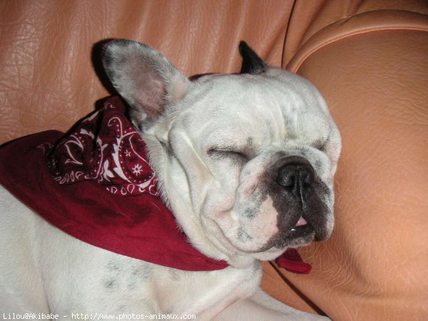 Photo de Bouledogue franais