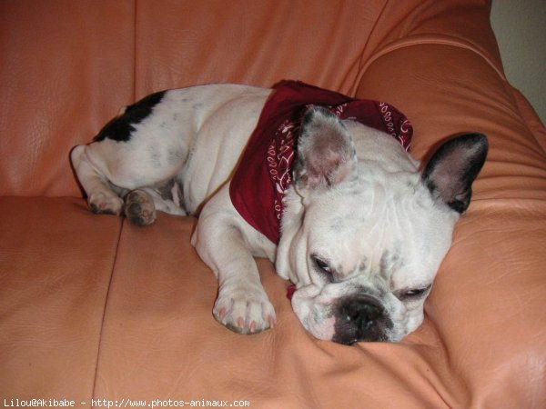 Photo de Bouledogue franais