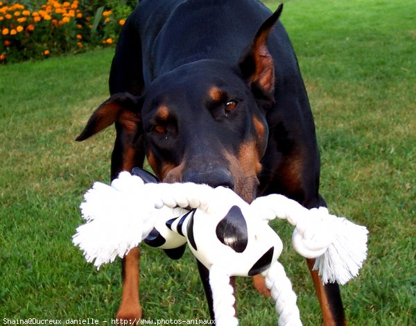 Photo de Dobermann