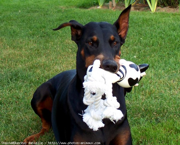 Photo de Dobermann