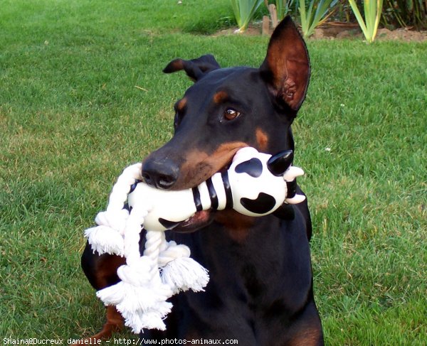 Photo de Dobermann