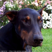 Photo de Dobermann