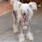 Photo de Chien chinois nu  crte