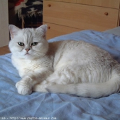 Photo d'Exotic shorthair