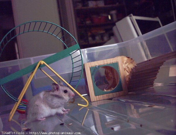 Photo de Hamster