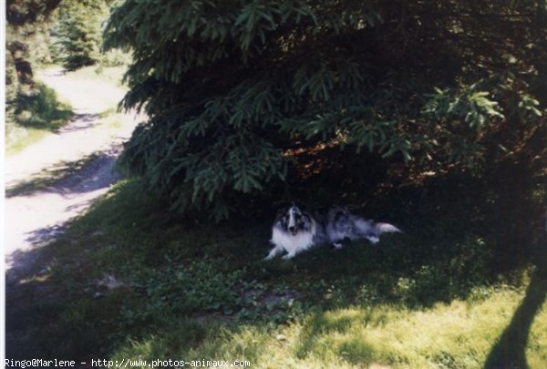 Photo de Chien de berger des shetland