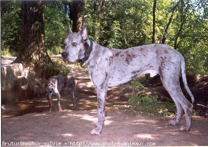 Photo de Dogue allemand