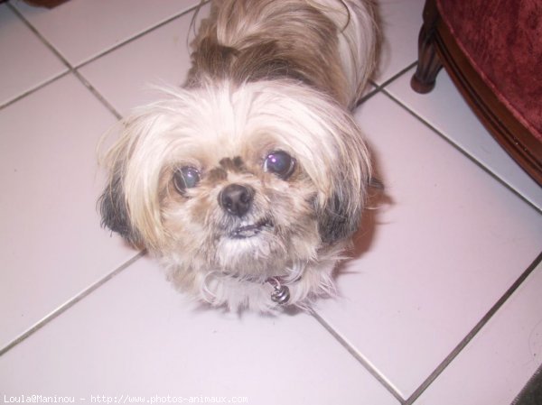 Photo de Shih tzu