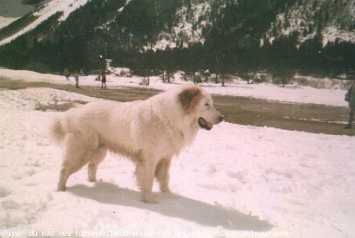 Photo de Chien de montagne des pyrnes