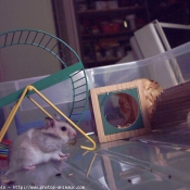 Photo de Hamster