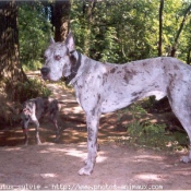 Photo de Dogue allemand