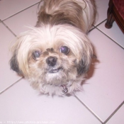 Photo de Shih tzu