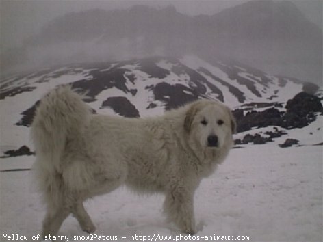 Photo de Chien de montagne des pyrnes