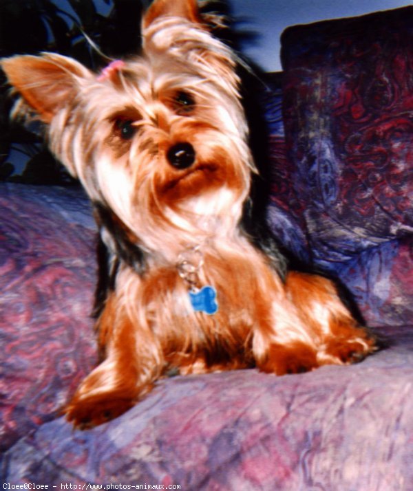 Photo de Yorkshire terrier