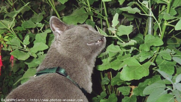 Photo de Chartreux