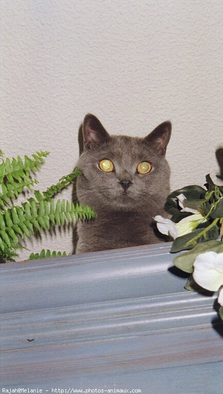 Photo de Chartreux