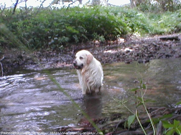 Photo de Golden retriever