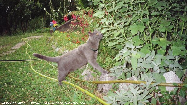 Photo de Chartreux