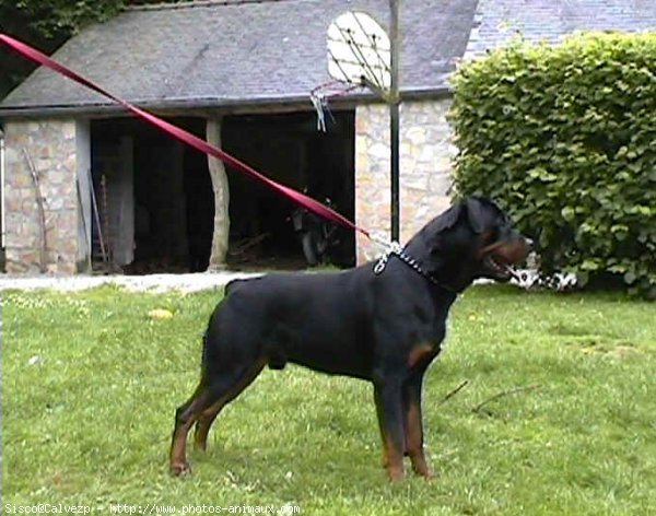 Photo de Rottweiler