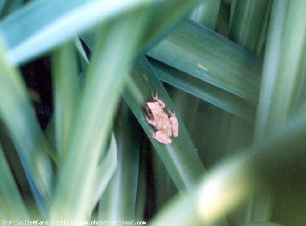 Photo de Grenouille