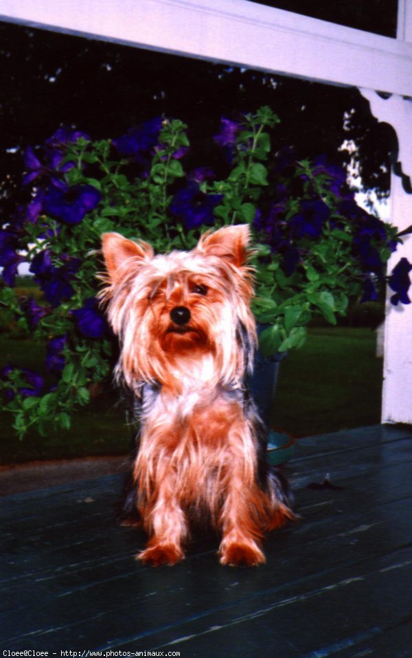 Photo de Yorkshire terrier