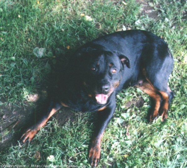 Photo de Rottweiler