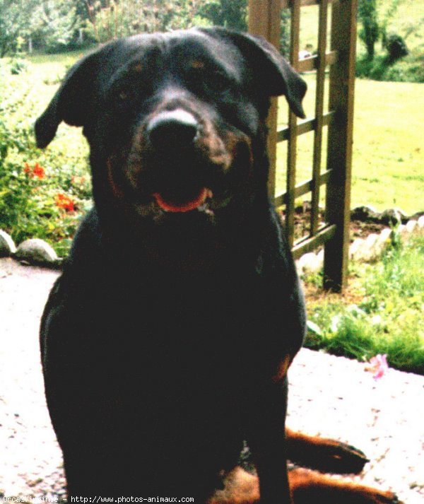 Photo de Rottweiler