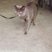 Photo de Chartreux