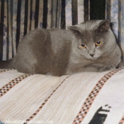 Photo de Chartreux