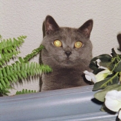 Photo de Chartreux