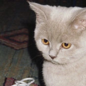 Photo de British shorthair