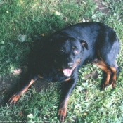 Photo de Rottweiler